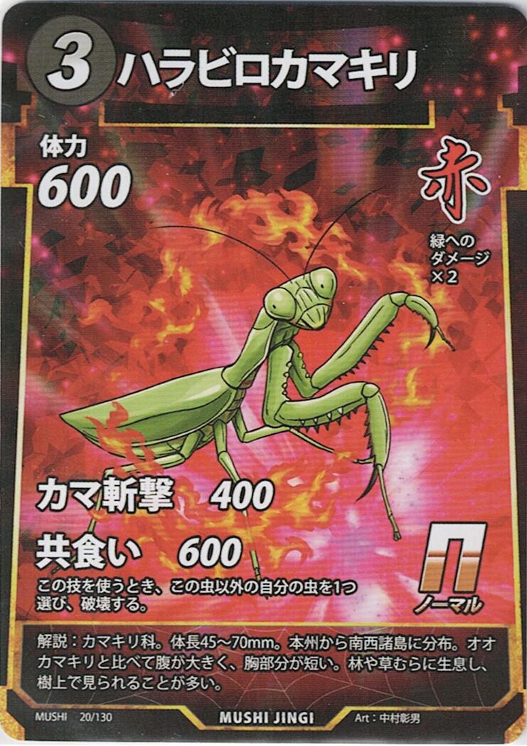 MUSHI1-20 ハラビロカマキリ N