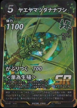 MUSHI5-30 ヤエヤマツダナナフシ SR