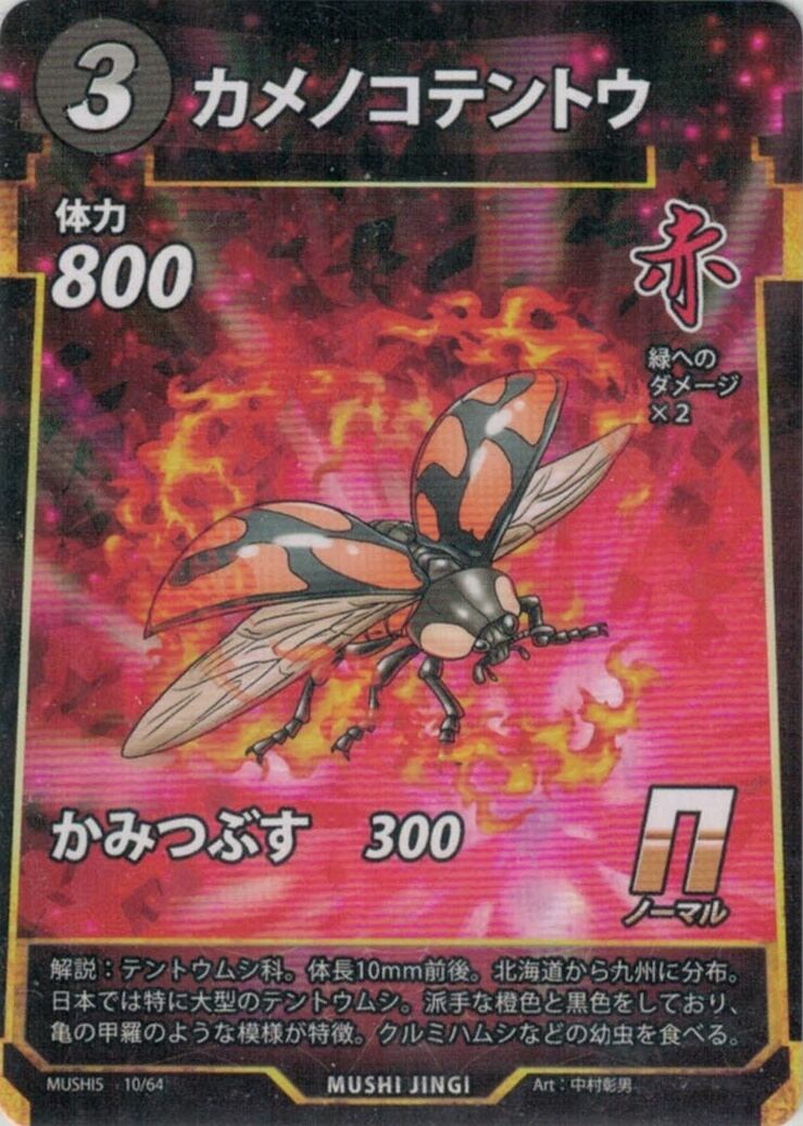 MUSHI5-10 カメノコテントウ N