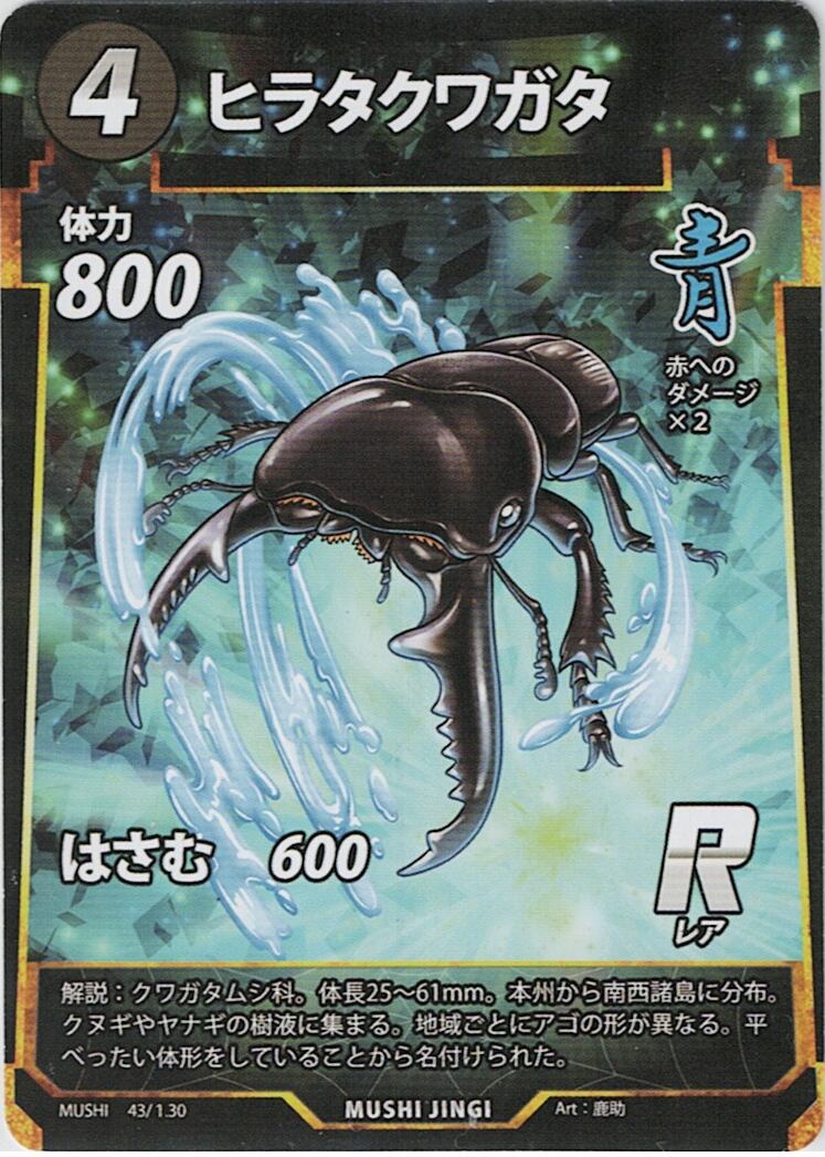 MUSHI1-43 ヒラタクワガタ R