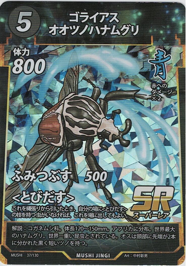 MUSHI1-37 ゴライアスオオツノハナムグリ SR