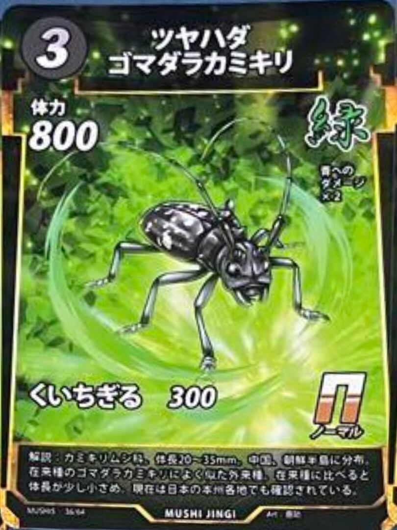 MUSHI5-36 ツヤハダゴマダラカミキリ N